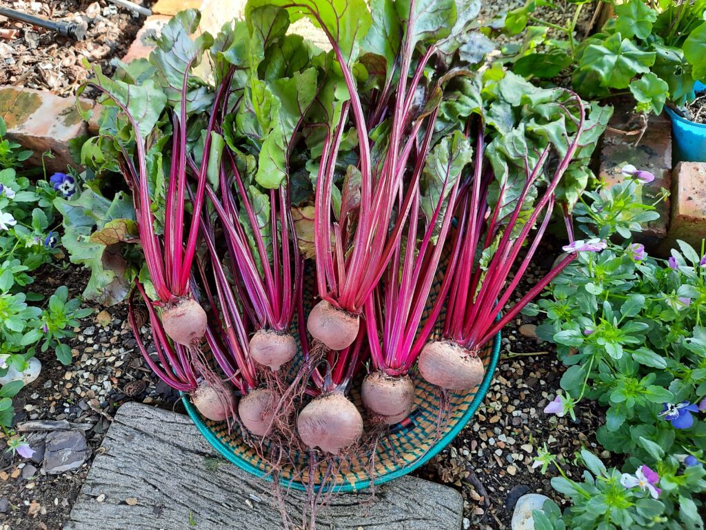 Pickled Beetroot